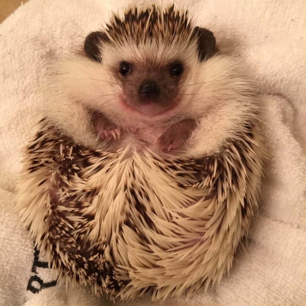 Meet your Posher, Liz and Amy the Hedgehog